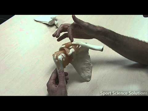 Ligaments of the Shoulder Girdle