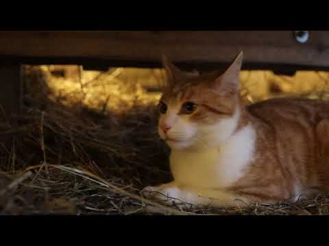 Cats in a barn - Gimbal test