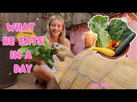 What are we feeding my 175 pound tortoise?
