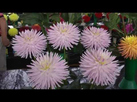 For the love of Dahlias - Midland Dahlia Society Show 24th August 2013