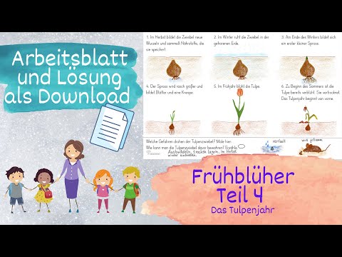 Frühblüher Teil 4 von 5 - Das Tulpenjahr, Sachunterricht Grundschule - mit Arbeitsblatt und Lösung