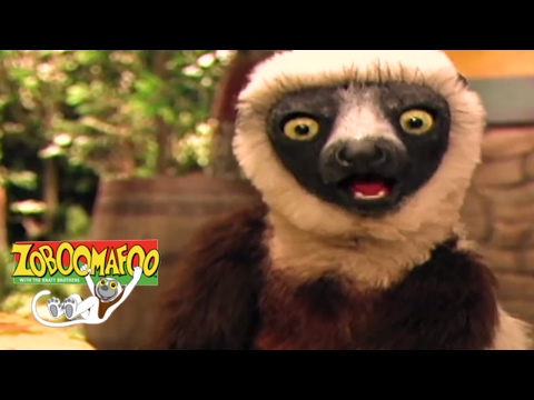 🐧 Zoboomafoo 134 - Water Creatures | National Penguin Day Special | Full Episode🐧