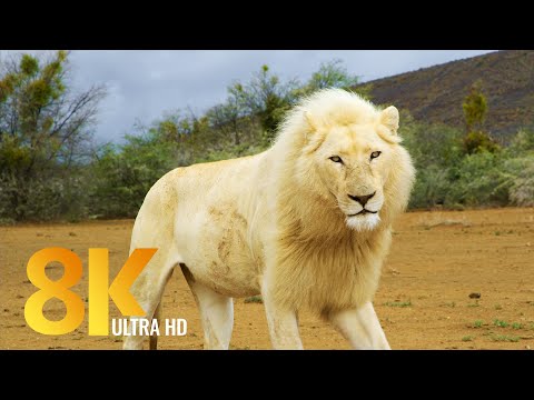 Sanbona Wildlife Reserve - 8K Wildlife Film - Amazing Animals & Nature of South Africa + Music