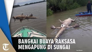 Viral Foto Bangkai Buaya Raksasa Mengapung di Sungai Kayan Kalimantan Utara