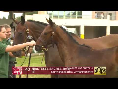 Show AQPS Ouest 2018 : Lot 43 - N(ALTESSE SACREE 2018)
