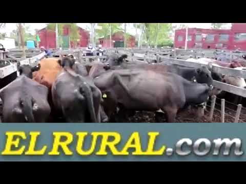 AIRE DE CAMPO CON RAUL MAGANELLI Y  DANIEL EL SAPITO BIOCCA  de Productores Rurales del sud