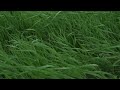 Green Grass Swaying Stock Video