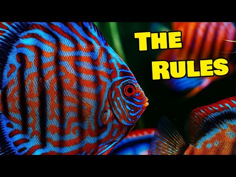 Is Keeping Discus Fish Hard? Find Out Here!