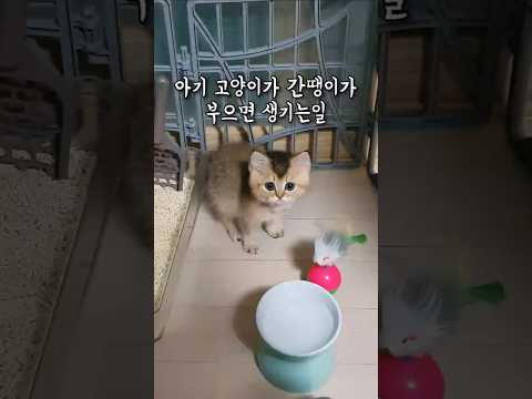 아기 고양이가 간땡이가 부으면 생기는일