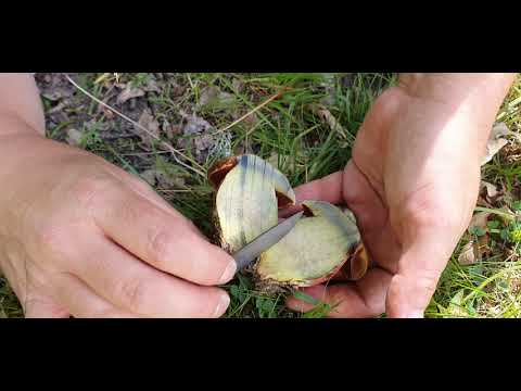 Svamp för alla - ekblodsopp