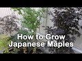 All About Japanese Maples - Weeping and Upright Varieties, Heights, Leaf Color Information All About Japanese Maples - Weeping and Upright Varieties, Heights, Leaf Color Information