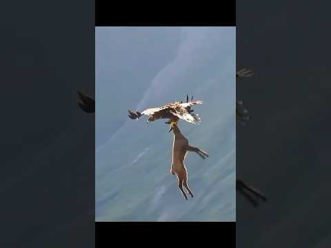 Eagle carrying Goat😱😱#wildlife captured a fine shot 😱eagle  goat youtubeshorts#viralvideo