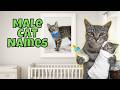 25 Rare & Unique Male Cat Names You'll LOVE