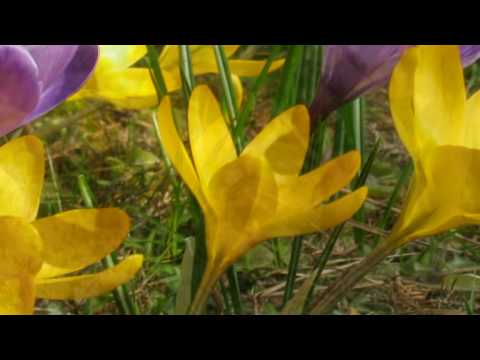 0119P Vivaldi - "La primavera" Allegro Pastorale