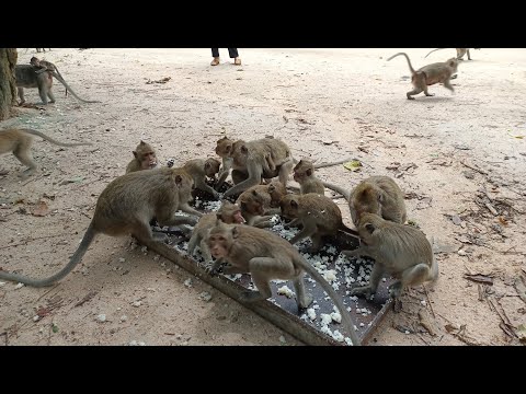 { Monkey Koka  }4K HDR Monkey Business - Life of Monkeys