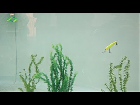 ANSPO 2012 - Highlights von Pezon & Michel