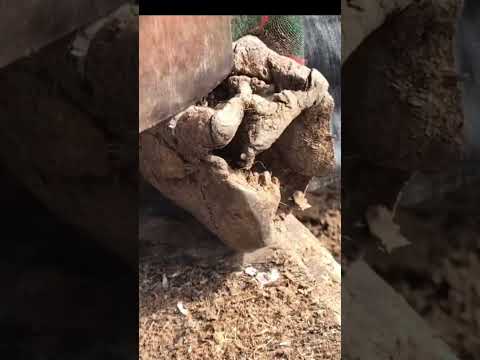 How a Farrier Fixes a Broken Hoof — Corrective Transformation