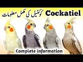 Cockatiel Birds Breeding Tips Cockatiel Bird Food Box And Cage Size Cocktail Parrot Male Female