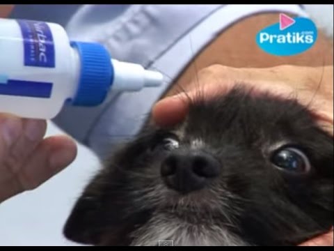 comment soigner les yeux d'un chien