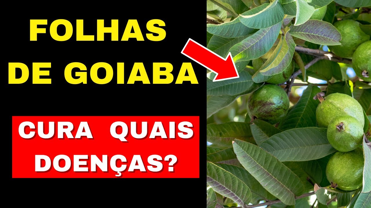 13 RAZÕES PODEROSAS PARA VOCÊ BEBER CHÁ DE GOIABA AINDA HOJE!