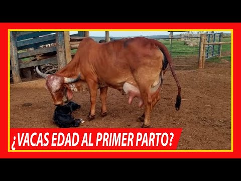 , title : '🏆 VACAS EDAD AL PRIMER PARTO ✅ Vacas Lecheras y Carnicas'