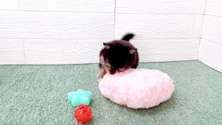 ハーフ犬の動画01