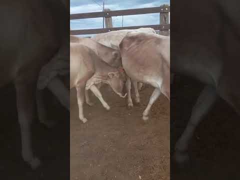 25 Novilhas Pardo Suíço: 3.250 reais cada em São José do Seridó/ RN. Whatsapp 84 99810 2784*#gado