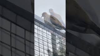 Eye catching look of Dove Bird enjoying Rain#Dove Bird# Mourning dove#pigeon