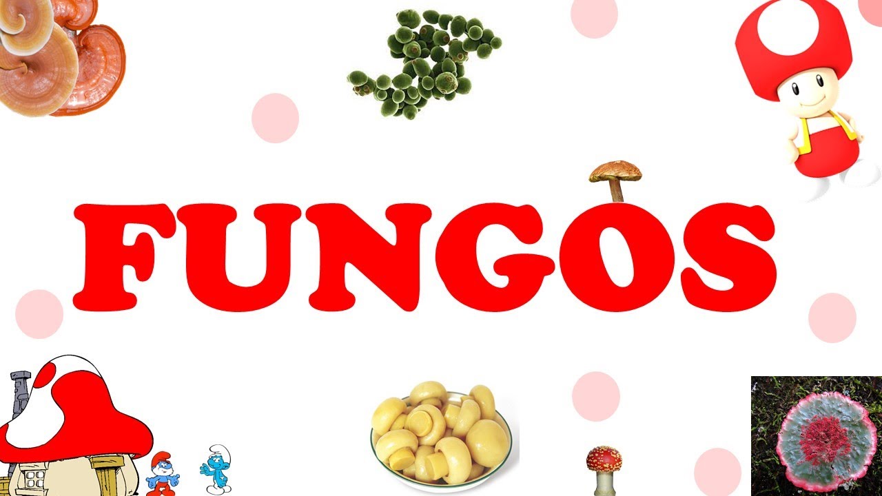 O incrível mundo dos Fungos!