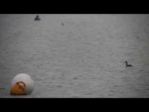 Slavonian Grebe - Off Baiter Park - 30/01/14
