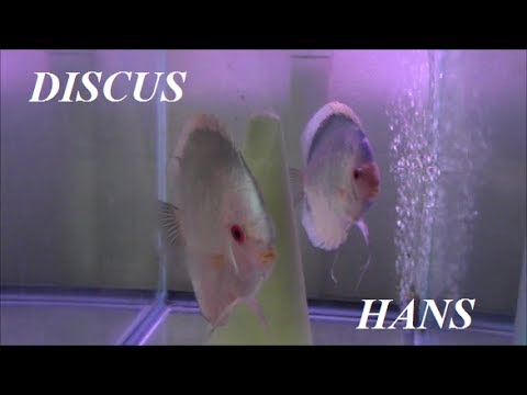 WATER CHANGES IN THE DISCUS HANS FISH HOUSE!