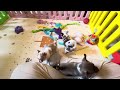 Chihuahua dogs for sale: Zadie - Video 1