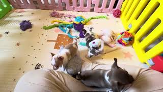 Video preview image #6 Chihuahua Puppy For Sale in CHARLESTON, AR, USA