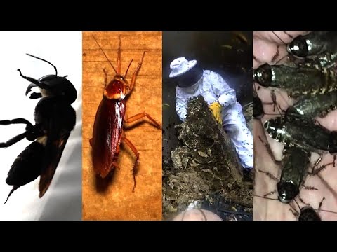 Bug Stories to Make Your Skin Crawl
