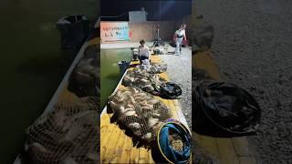 Download lagu Sang Juara Tak Terkalahkan dalam Lomba Pancing Ikan Mas #shorts mp3