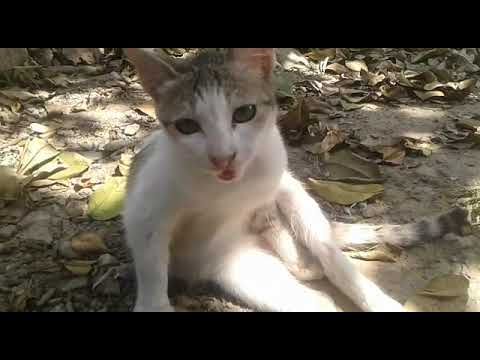cute cats video