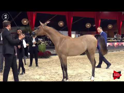 N.110 PETRA RO - Lier 2018 - Futurity Fillies Championship (Class A)