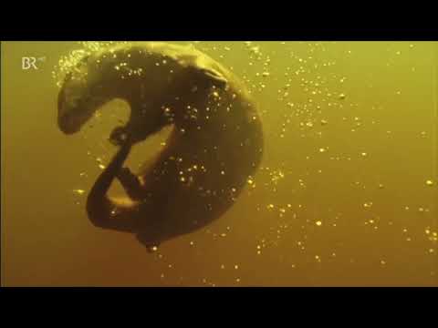 Wildes Deutschland - Der Bayerische Wald