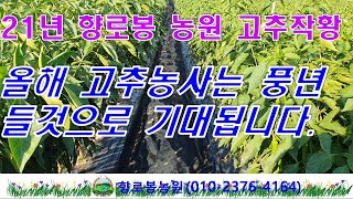 21년 향로봉농원 고추작황- 작년과 같은 탄저병, 역병 발생은 없을 것으로 보이네요~~