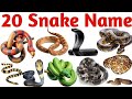 30 Snake Names Snakename A For Apple Animalsname Fruitsname 1to100number Reptilesname