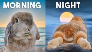 Rabbit Travel Routine: Tips for Keeping Your Bunny Healthy on Vacation