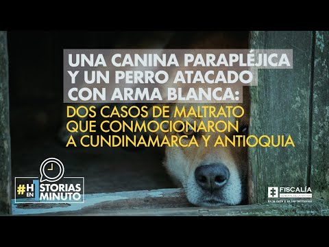 Canina parapléjica y perro atacado: casos de maltrato que conmocionaron a Cundinamarca y Antioquia