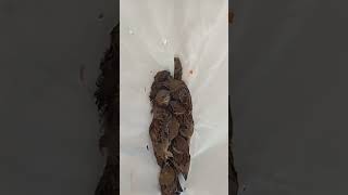 Download lagu Buat Jebakan Burung, dapat Burung gereja segini banyaknya #burung #jebakanburung mp3