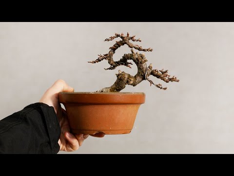 Market January 2023 #1 | GOMO STORE | Bonsai and cultivation seedlings