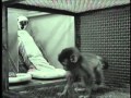 Harlow's Studies on Dependency in Monkeys 