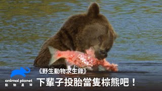 [問卦] 熊吃魚 都不怕被魚刺噎到嗎?