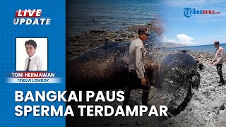 Penampakan Bangkai Paus Sperma Sepanjang 8,5 Meter, Berat 10 Ton Terdampar di Laut Bima NTB