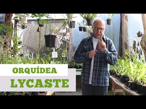 , title : 'Como Cuidar de Orquidea Lycaste'