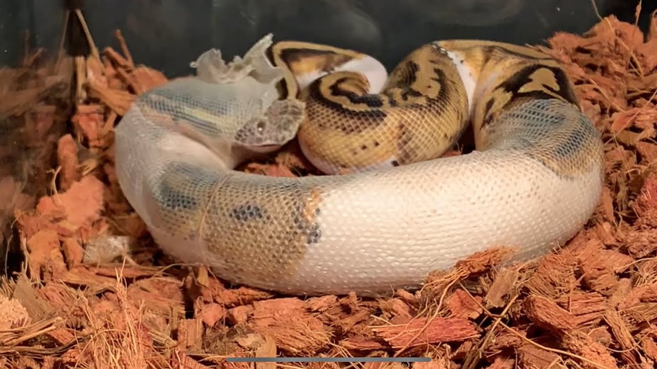 ball python Shedding time lapse