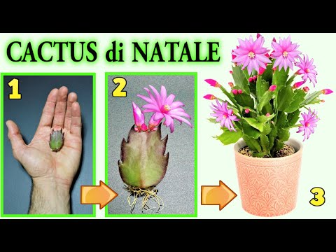 , title : 'CACTUS DI NATALE, 2 modi per riprodurlo con successo, natalina, schlumbergera, thanksgivin cactus'